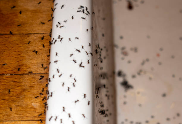 Best Insect Control  in Hudson, IL